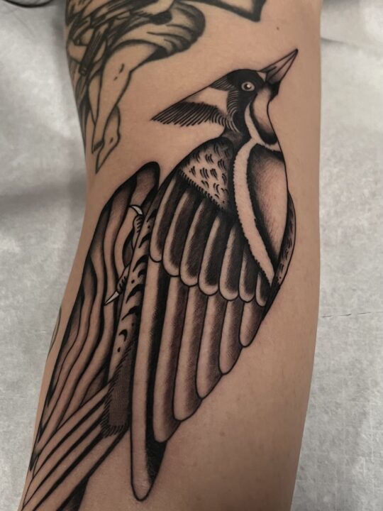 Pájaro carpintero con las alas plegadas y la cola larga, tatuado en el brazo en negro y gris.