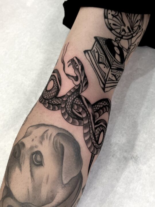 Serpiente enroscada con la lengua fuera, tatuada en el antebrazo en negro y gris.